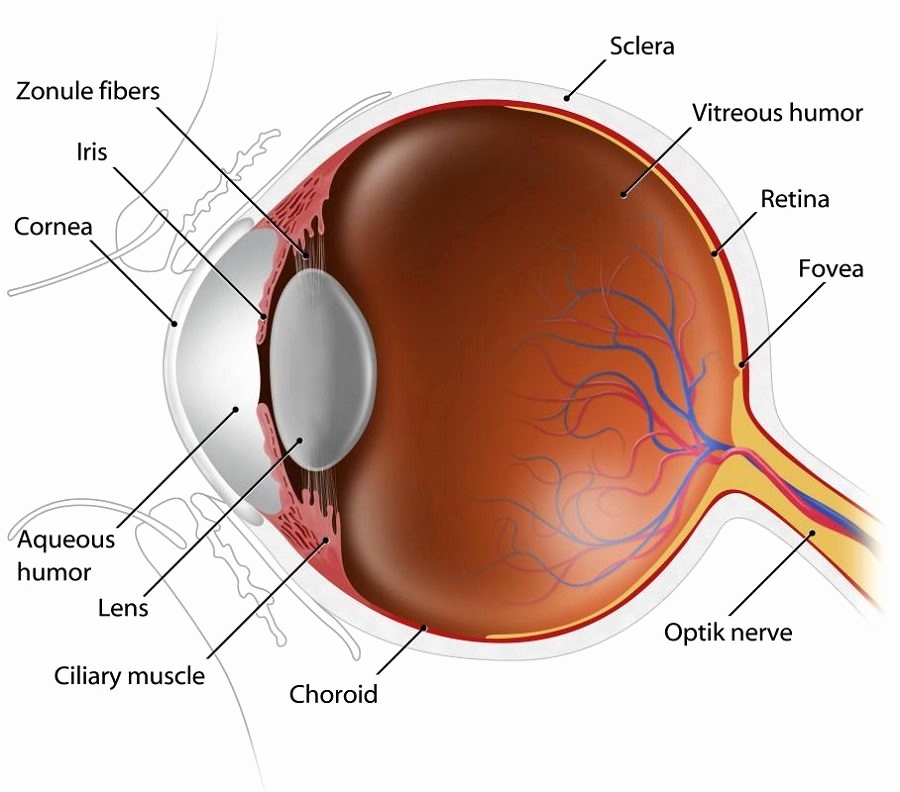diagram of eyes