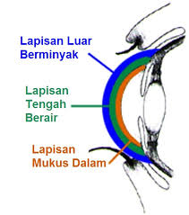 Lapisan air mata