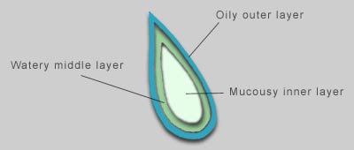 Composition of tear layers